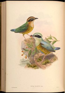 BirdsAsiaJohnGoVGoul 0272
