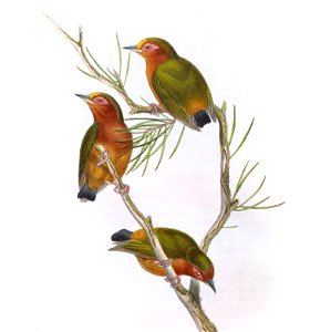 BirdsAsiaJohnGoVIGoul 0172, crop