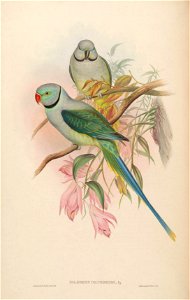 BirdsAsiaJohnGoVIGoul 0036