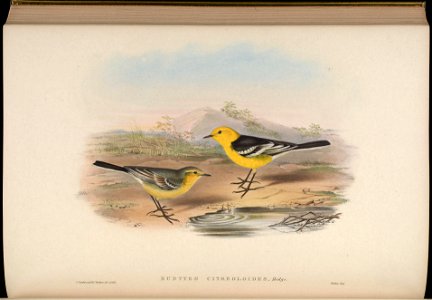 BirdsAsiaJohnGoIVGoul 0264