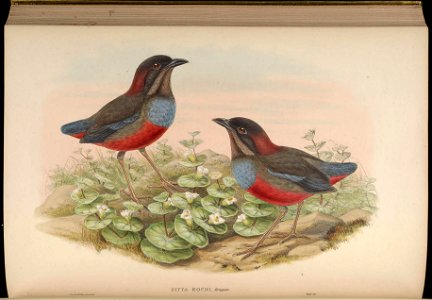 BirdsAsiaJohnGoVGoul 0292