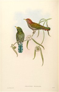 BirdsAsiaJohnGoVIGoul 0192