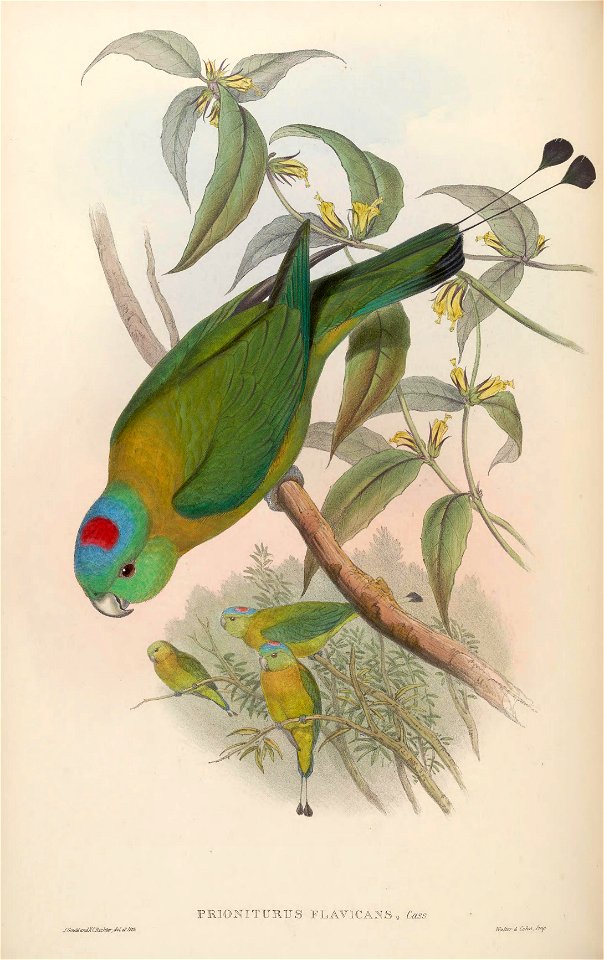BirdsAsiaJohnGoVIGoul 0060