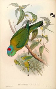 BirdsAsiaJohnGoVIGoul 0060