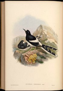 BirdsAsiaJohnGoIVGoul 0288