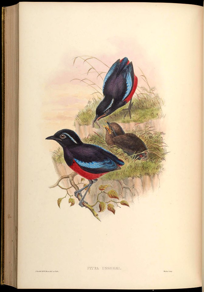 BirdsAsiaJohnGoVGoul 0308