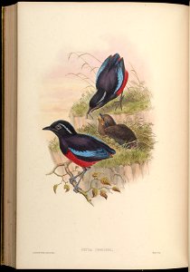 BirdsAsiaJohnGoVGoul 0308