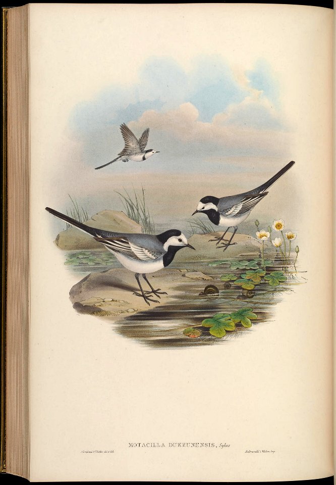 BirdsAsiaJohnGoIVGoul 0256