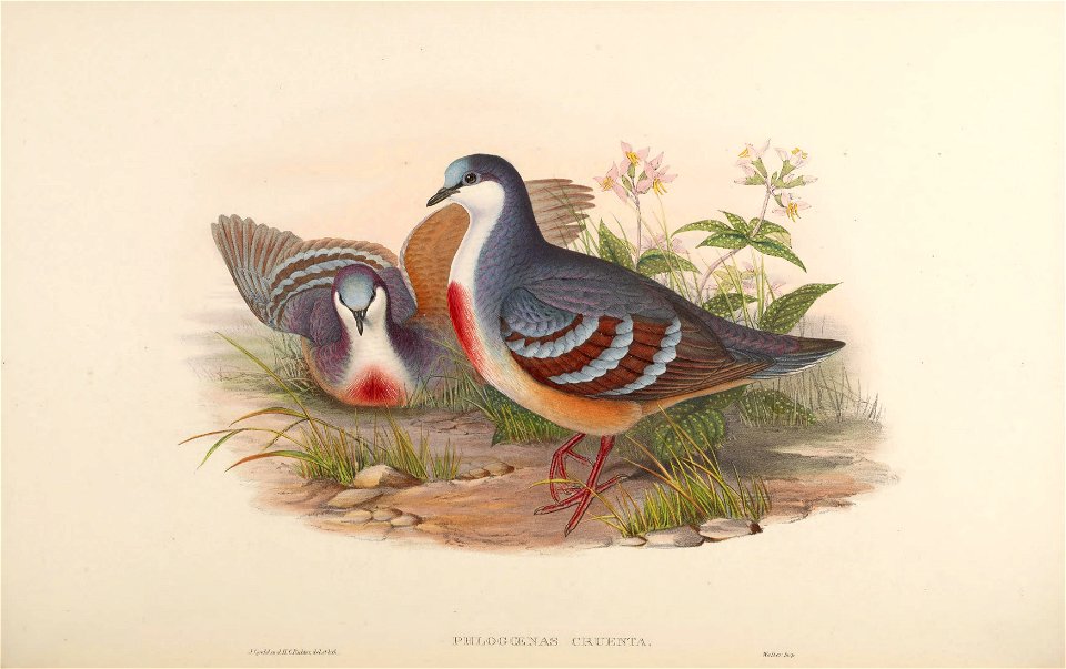 BirdsAsiaJohnGoVIGoul 0212