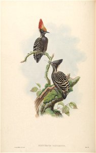 BirdsAsiaJohnGoVIGoul 0084