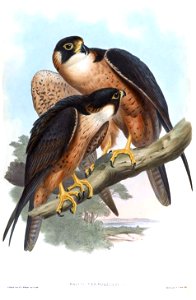 BirdsAsiaJohnGoIGoul 0036