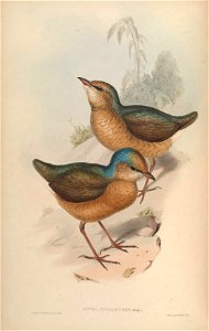 BirdsAsiaJohnGoVGoul 0324