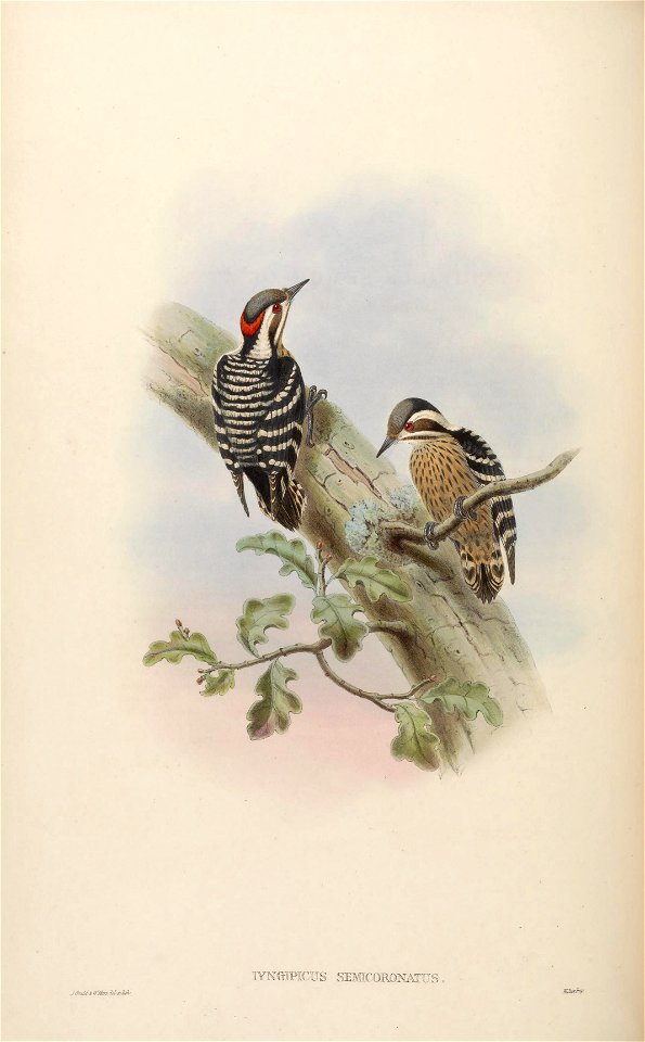 BirdsAsiaJohnGoVIGoul 0112