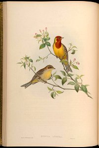 BirdsAsiaJohnGoVGoul 0064