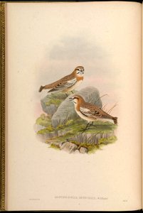 BirdsAsiaJohnGoVGoul 0028