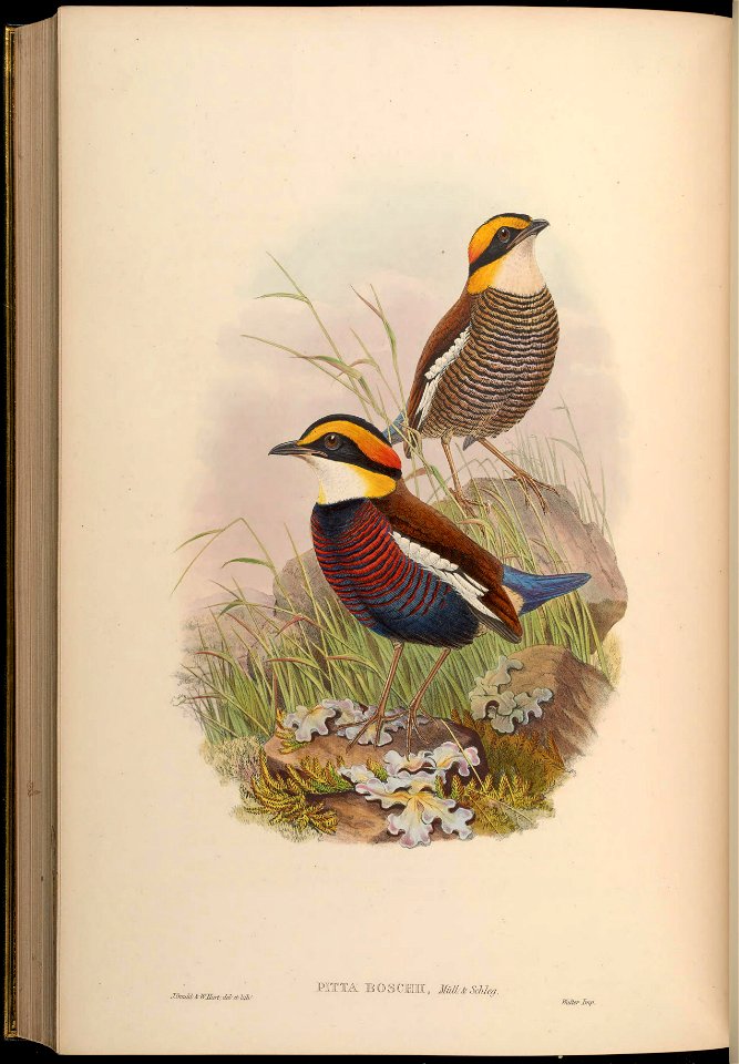 BirdsAsiaJohnGoVGoul 0340