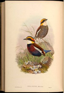 BirdsAsiaJohnGoVGoul 0340
