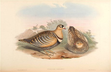 BirdsAsiaJohnGoVIGoul 0268