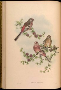 BirdsAsiaJohnGoVGoul 0116