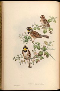 BirdsAsiaJohnGoVGoul 0056