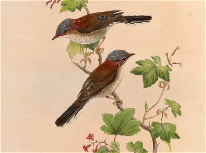 BirdsAsiaJohnGoIVGoul 0040 (cropped)