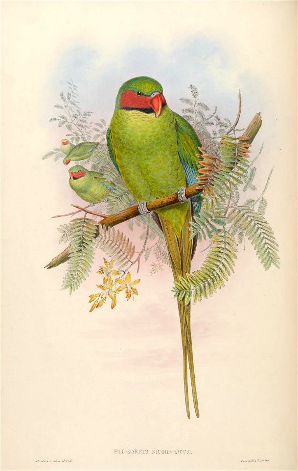 BirdsAsiaJohnGoVIGoul 0032
