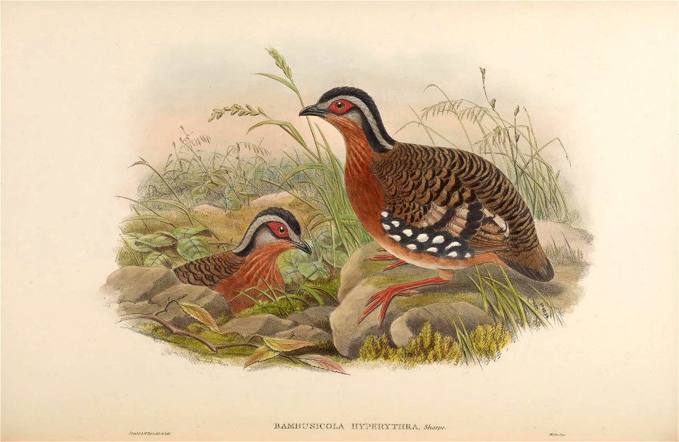 BirdsAsiaJohnGoVIGoul 0292