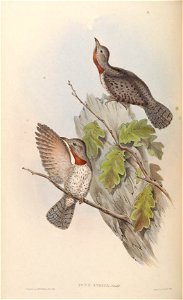 BirdsAsiaJohnGoVIGoul 0160