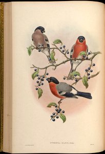 BirdsAsiaJohnGoVGoul 0160