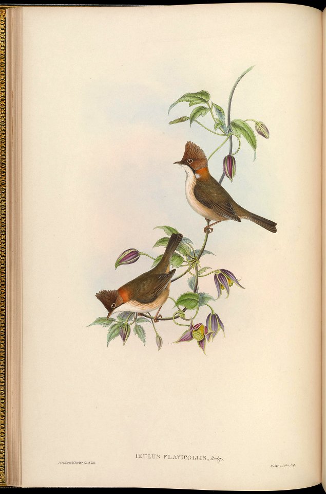BirdsAsiaJohnGoIVGoul 0060