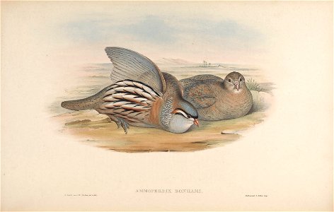 BirdsAsiaJohnGoVIIGoul 0012