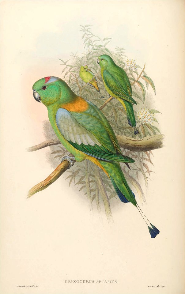 BirdsAsiaJohnGoVIGoul 0056