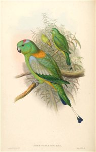 BirdsAsiaJohnGoVIGoul 0056