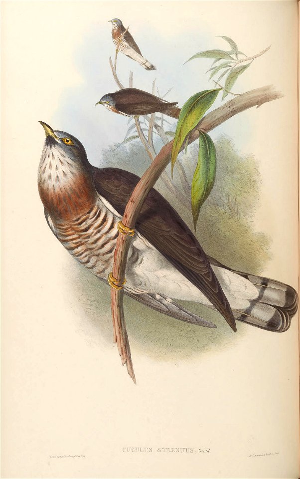 BirdsAsiaJohnGoVIGoul 0176