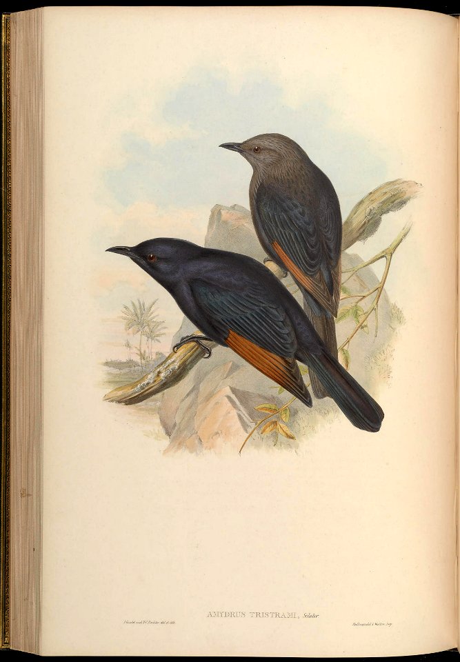 BirdsAsiaJohnGoVGoul 0188