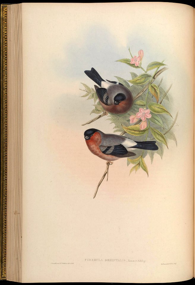 BirdsAsiaJohnGoVGoul 0148
