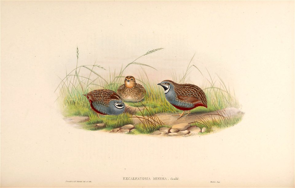BirdsAsiaJohnGoVIIGoul 0036