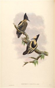 BirdsAsiaJohnGoVIGoul 0080
