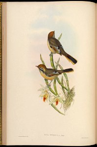 BirdsAsiaJohnGoIVGoul 0080