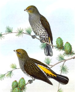 BirdsAsiaJohnGoVIGoul 0200, crop