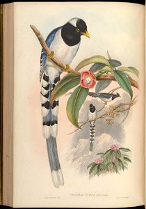 BirdsAsiaJohnGoVGoul 0212