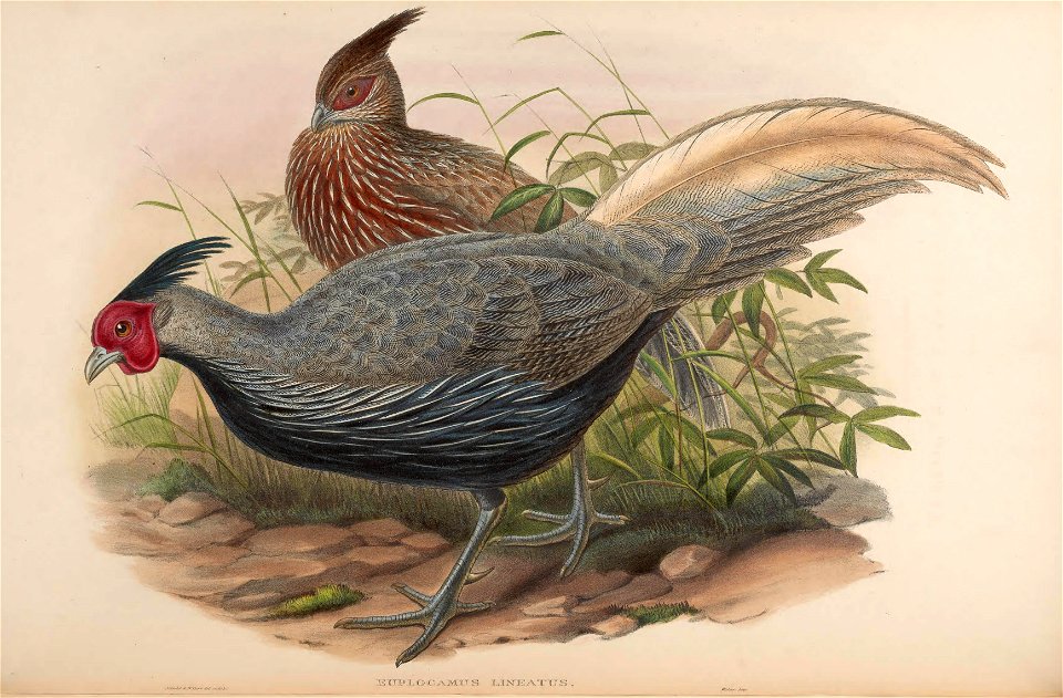 BirdsAsiaJohnGoVIIGoul 0064