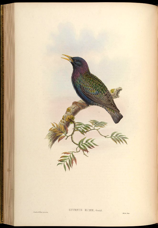 BirdsAsiaJohnGoVGoul 0180