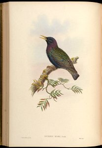 BirdsAsiaJohnGoVGoul 0180