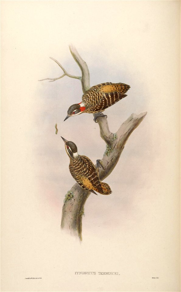 BirdsAsiaJohnGoVIGoul 0108