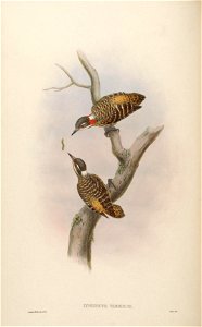 BirdsAsiaJohnGoVIGoul 0108