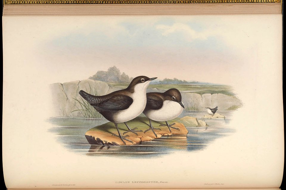 BirdsAsiaJohnGoIVGoul 0104