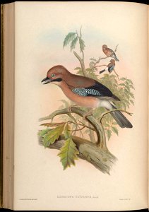 BirdsAsiaJohnGoVGoul 0240