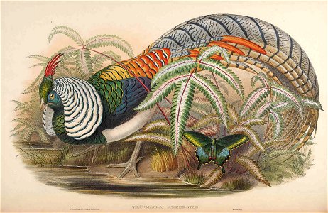 BirdsAsiaJohnGoVIIGoul 0088