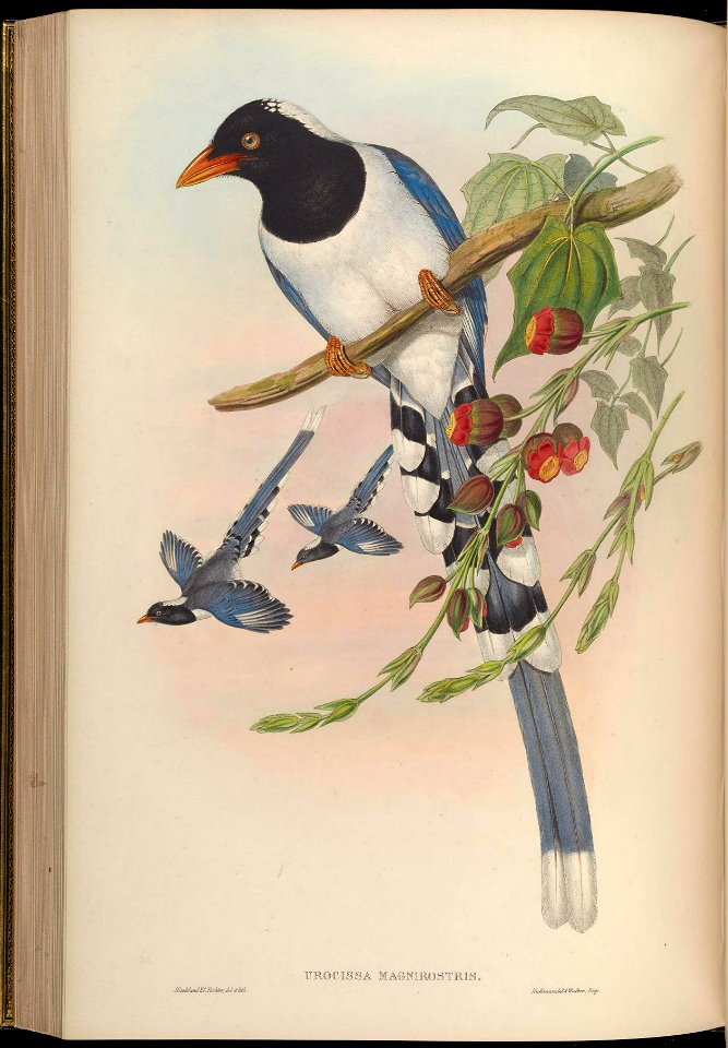 BirdsAsiaJohnGoVGoul 0204